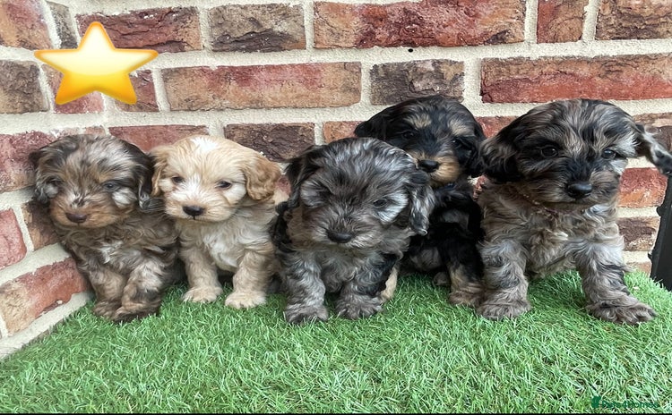 Cockapoo dogs - Advert 5