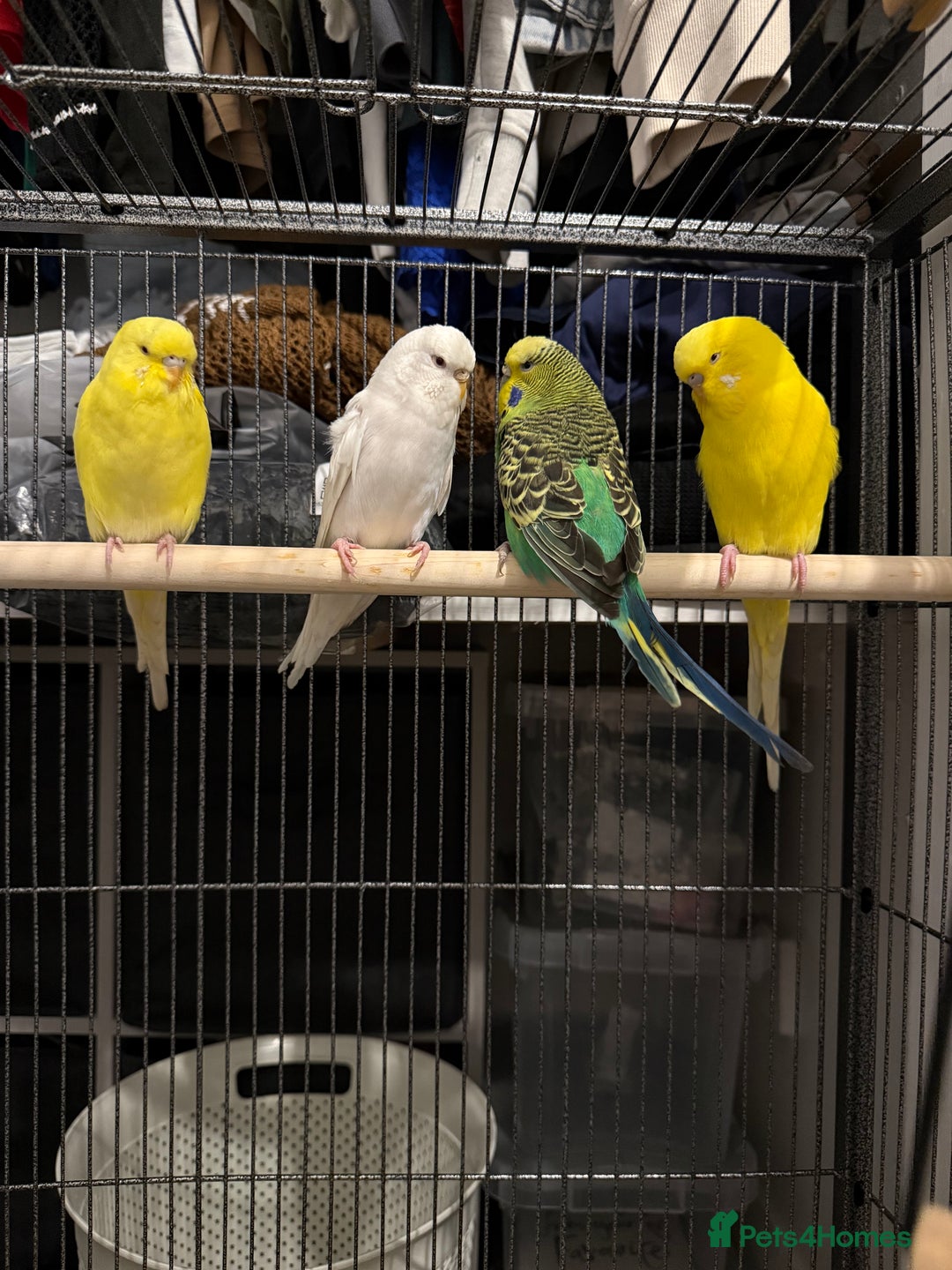 Budgerigars birds for sale: Budgies for sale  - Advert 1