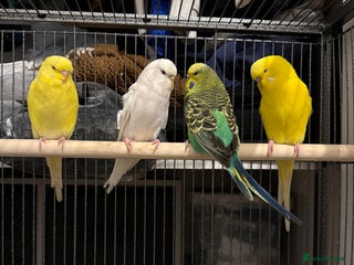 Budgerigars birds Budgies for sale - Advert 3