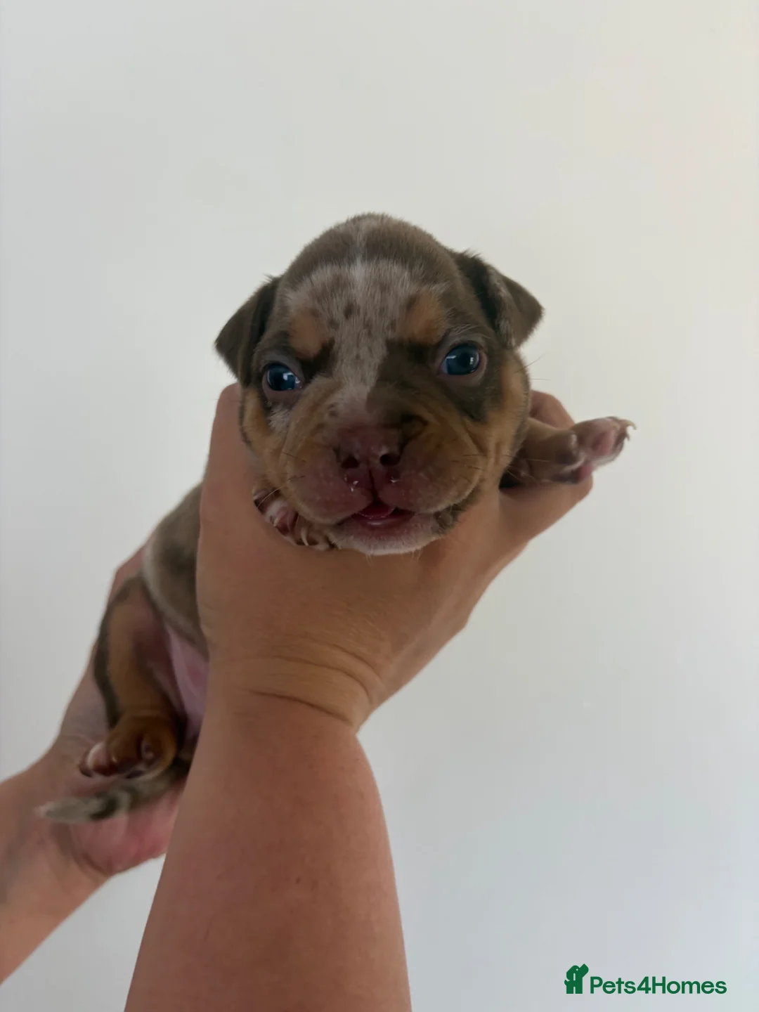 American Bully dogs for sale: 🧬 STUNNING CHUNKY POCKET BULLYS 🏆  - Advert 1
