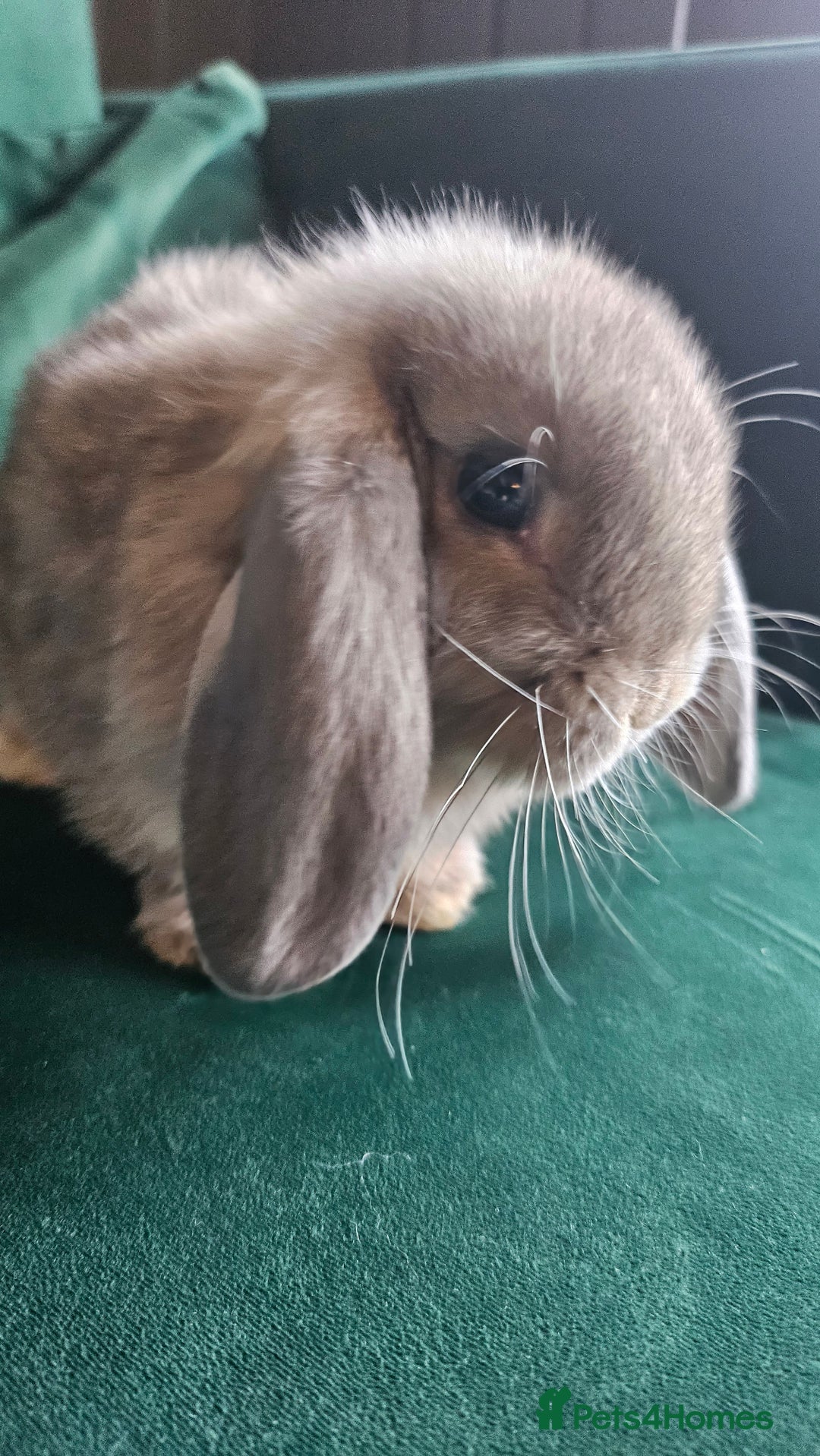 Mini Lop rabbits for sale: Ready to leave cuddly mini lops - Advert 8