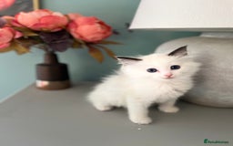 Ragdoll cats for sale: TICA Registered Bicolour boy - Image 4
