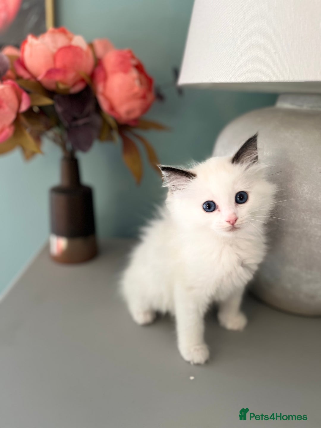Ragdoll cats for sale: TICA Registered Bicolour boy - Image 4