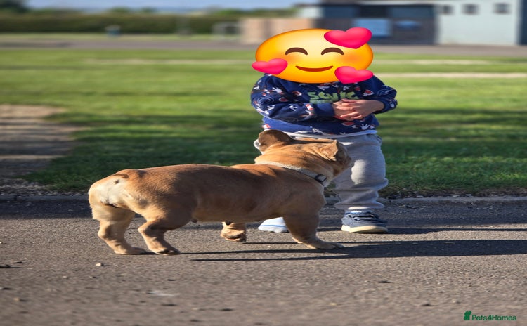 French Bulldog dogs French bulldog girl - Advert 2