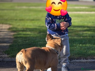 French Bulldog dogs French bulldog girl - Advert 12