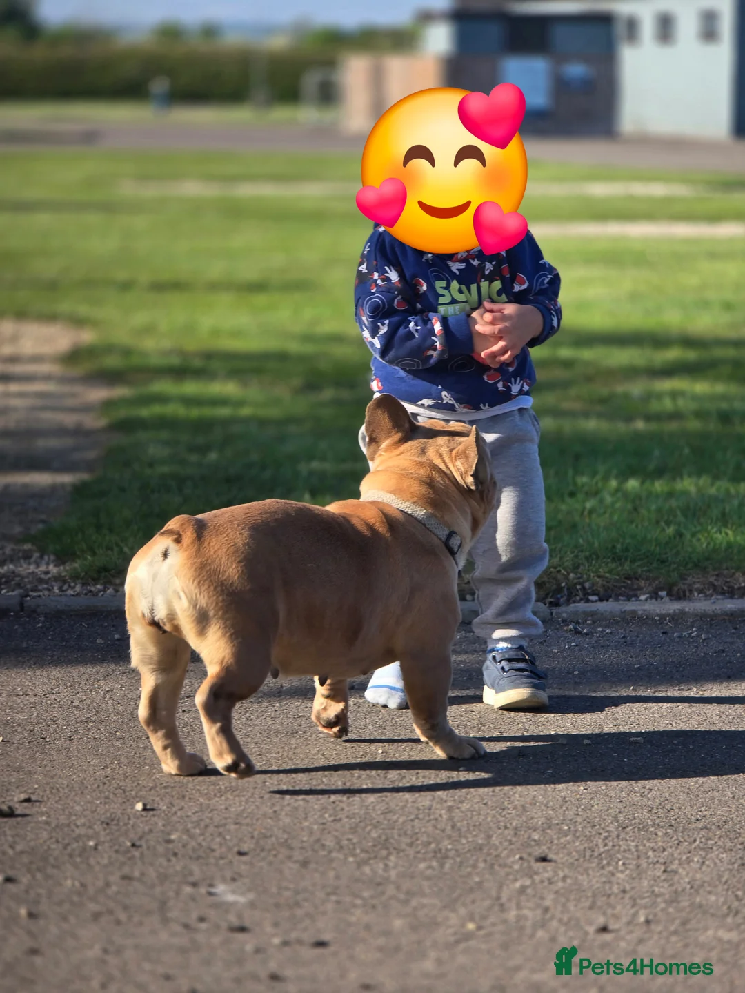 French Bulldog dogs for sale: French bulldog girl - Advert 3