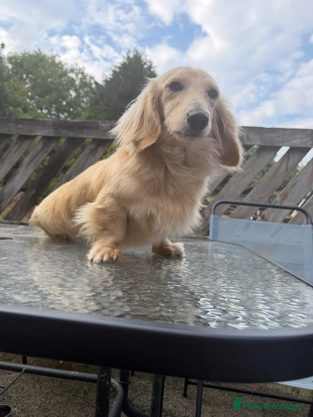 Dachshund dogs for sale: Selling long hair cream boy - Advert 2