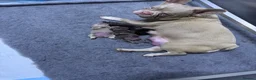 French Bulldog dogs for sale: 3French bulldog girls 2 are visual fluffy in Holywell - Advert 2