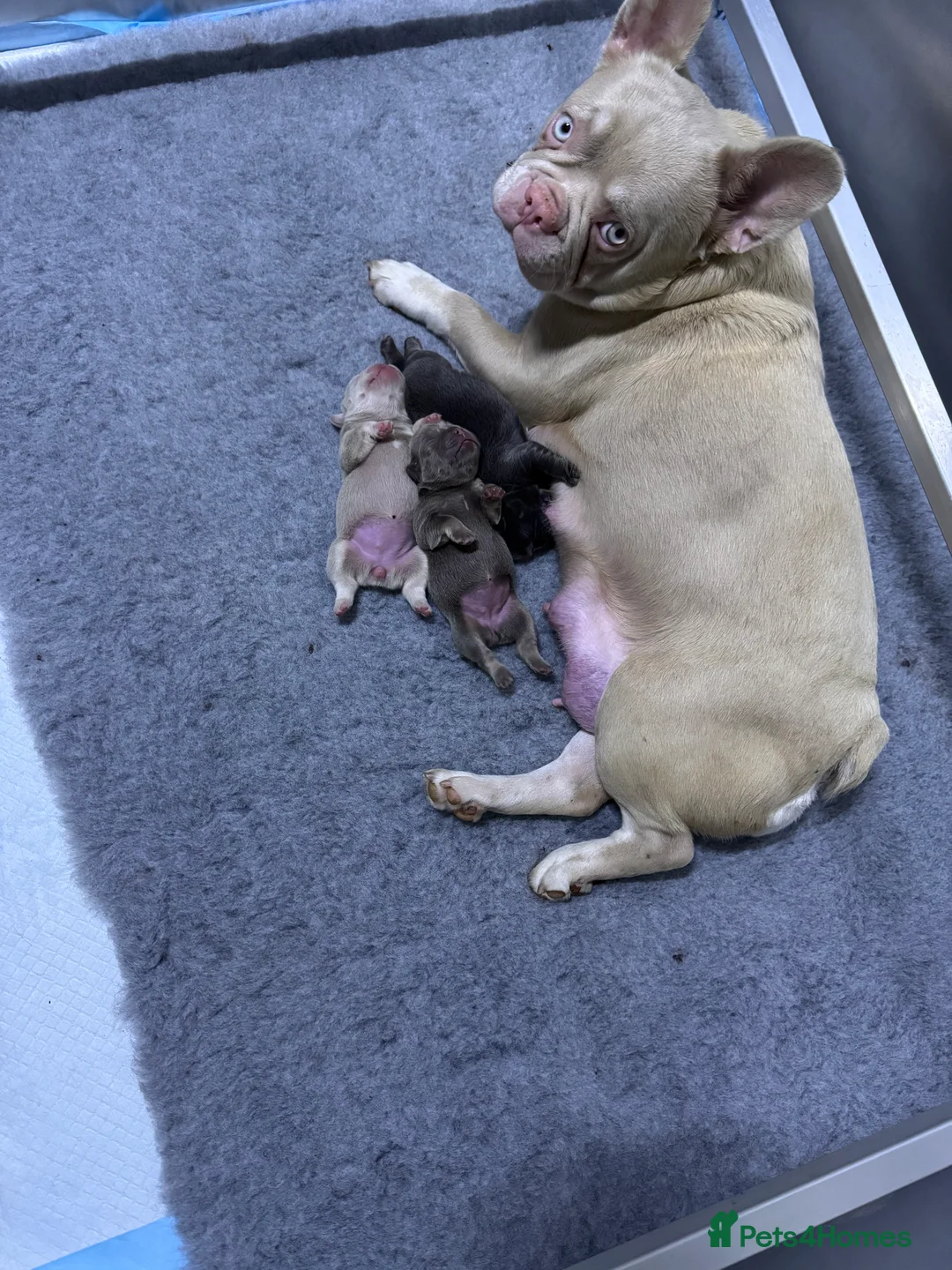 French Bulldog dogs for sale: 3French bulldog girls 2 are visual fluffy in Holywell - Advert 2