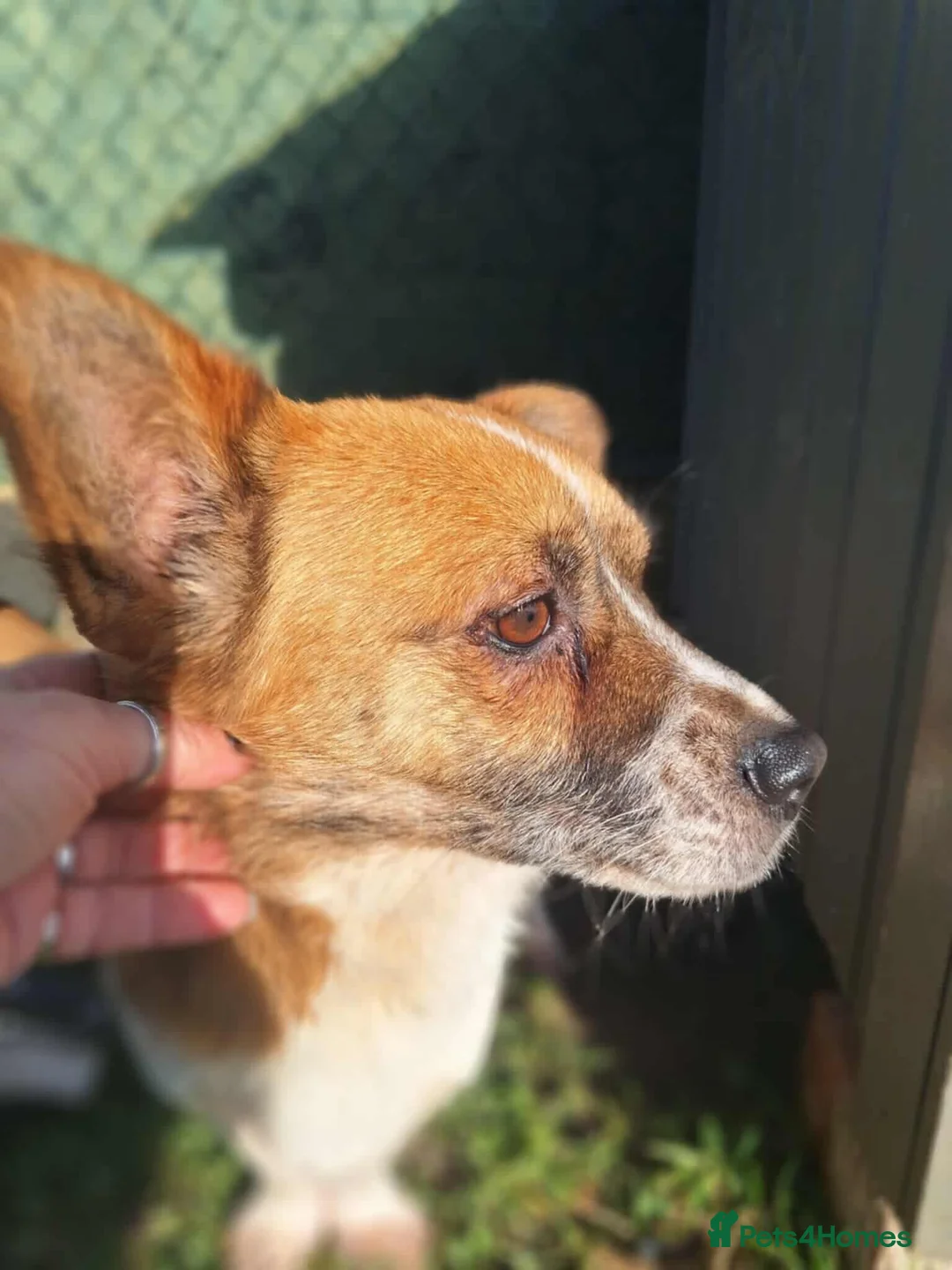 Mixed Breed dogs for adoption: Meatball for adoption - Advert 2