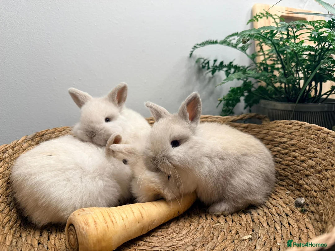 Mini Lion Lop rabbits for sale: Stunning Mini LionLops for Sale  - Advert 17