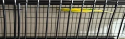Budgerigars birds for sale: 🐦 BEAUTIFUL BUDGIES – READY FOR NEW HOMES 🐦 in Enfield - Advert 6