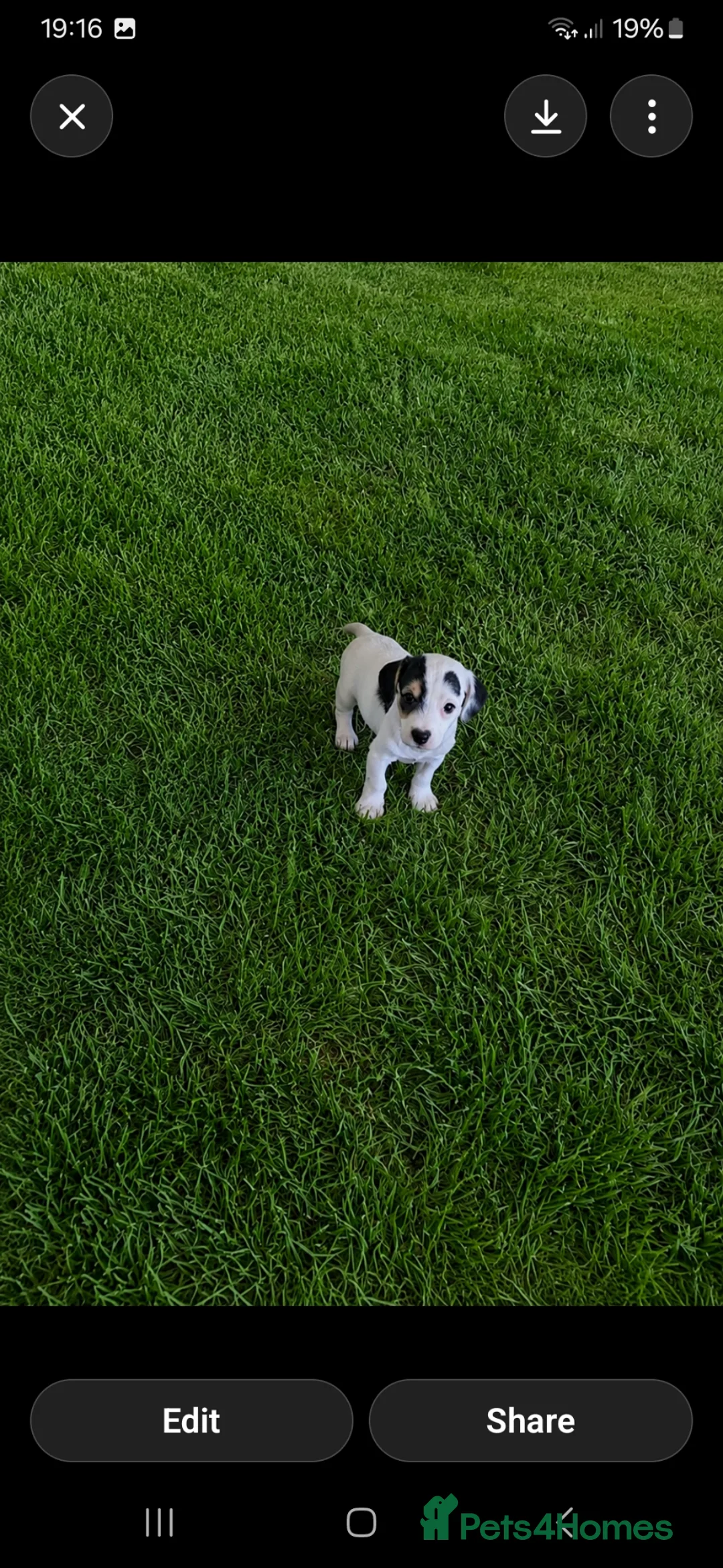 Jackapoo dogs for sale: Beautiful babies  - Advert 5