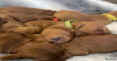 Cockapoo dogs - Advert 12