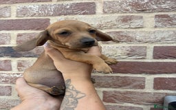 Mixed Breed dogs for sale: Patterjack x daxies  - Image 8