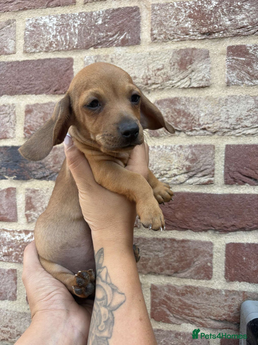 Mixed Breed dogs for sale: Patterjack x daxies  - Image 8