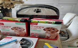 Jackapoo dogs for sale: Stunning Litter F1 JACKAPOO + Big Puppy Pack  - Image 21