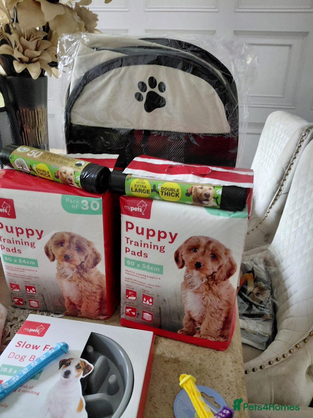 Jackapoo dogs for sale: Stunning Litter F1 JACKAPOO + Big Puppy Pack  - Image 21