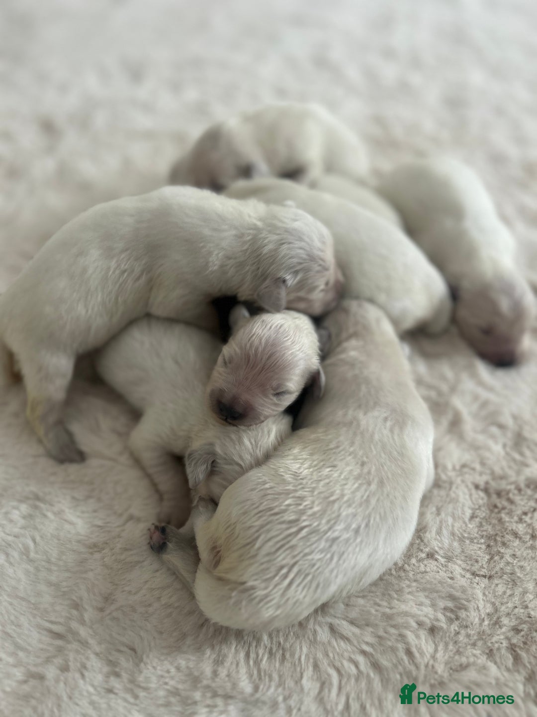 Golden Retriever dogs for sale: Old English cream golden retrievers  - Image 8