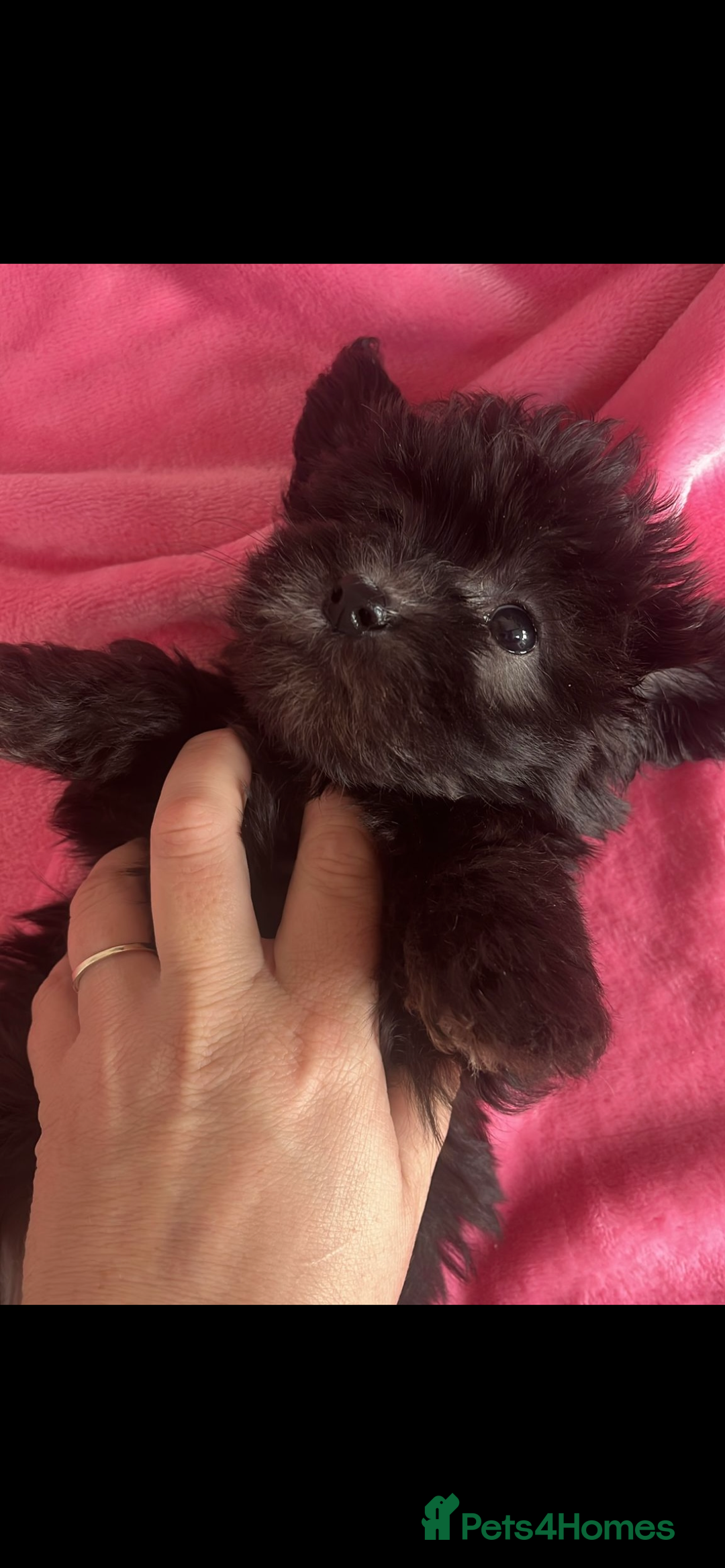 Mixed Breed dogs for sale: Rare SILVER 3/4 Asian Poodle puppies  - Image 2