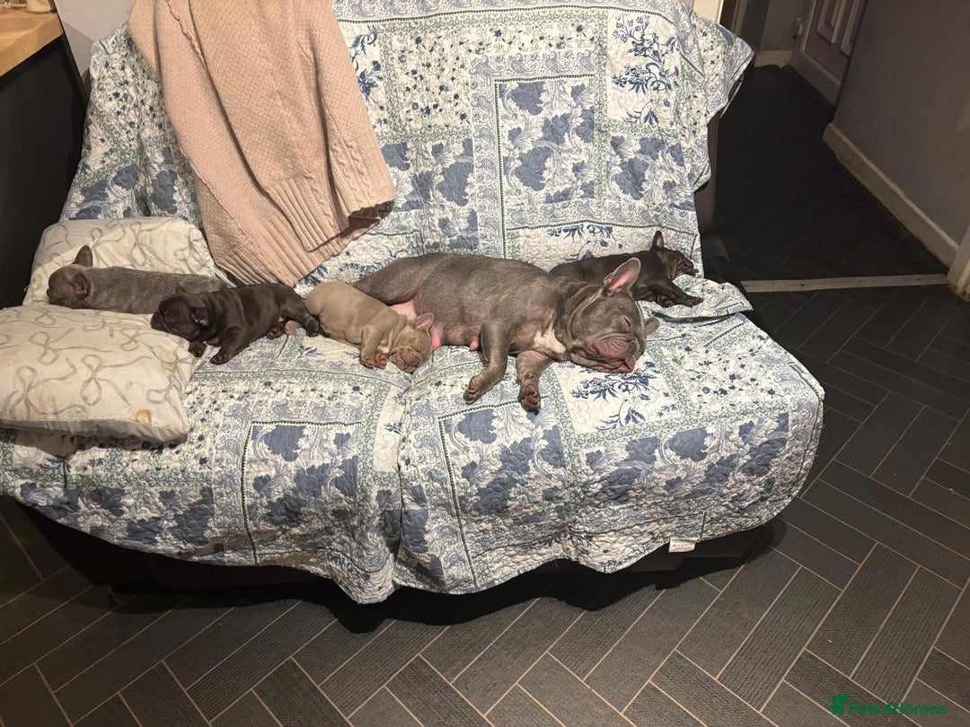 French Bulldog dogs for sale: French bulldog puppies - Advert 10