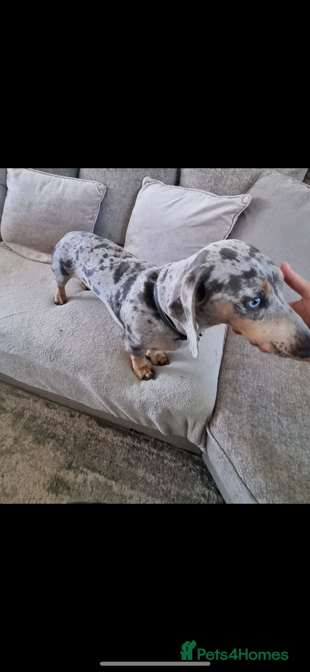Dachshund dogs for sale: Miniature dashaund - Advert 10