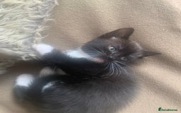 Mixed Breed cats for sale: Part Persian  - Image 9