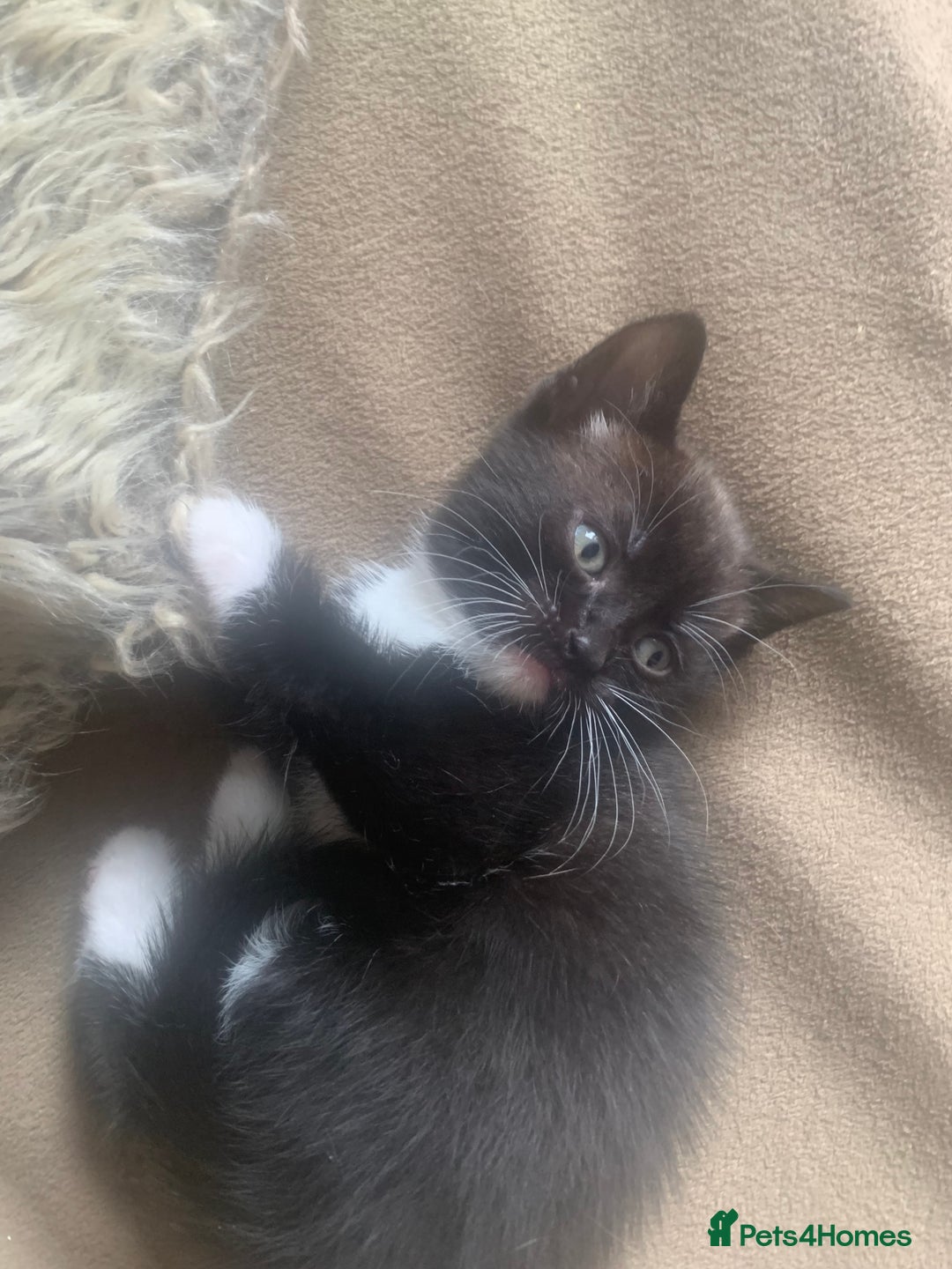 Mixed Breed cats for sale: Part Persian  - Image 9