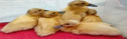 Ducks poultry for sale: Pure Silver Indian Runner Ducklings for SALE - Advert 10