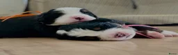 Bernese Mountain Dog dogs for sale: Well Trained Home  Bernese Mountain Pups  in Reading - Advert 12