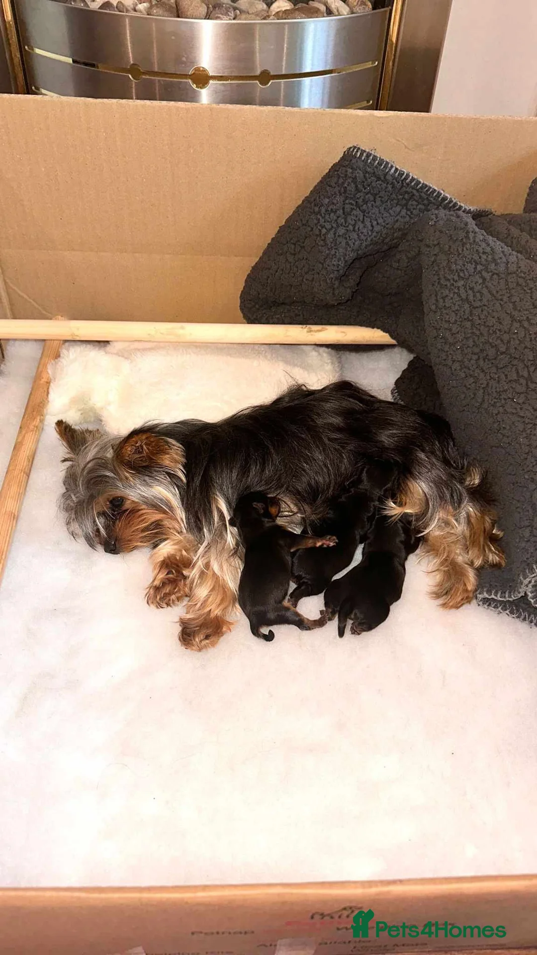 Yorkshire Terrier dogs for stud: PROVEN KC reg 2.5kg experienced STUD boy in Newton-le-Willows - Advert 19