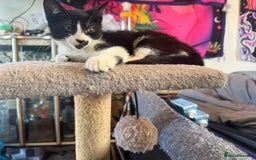 Domestic Shorthair cats for sale: Two female kittens  - Image 2