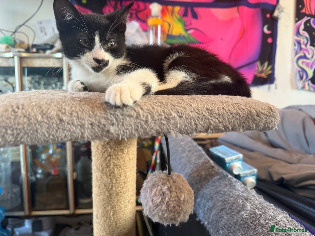 Domestic Shorthair cats for sale: Two female kittens  - Image 2