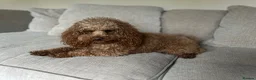 Toy Poodle dogs for stud: Kc health tested red toy poodle  - Advert 11
