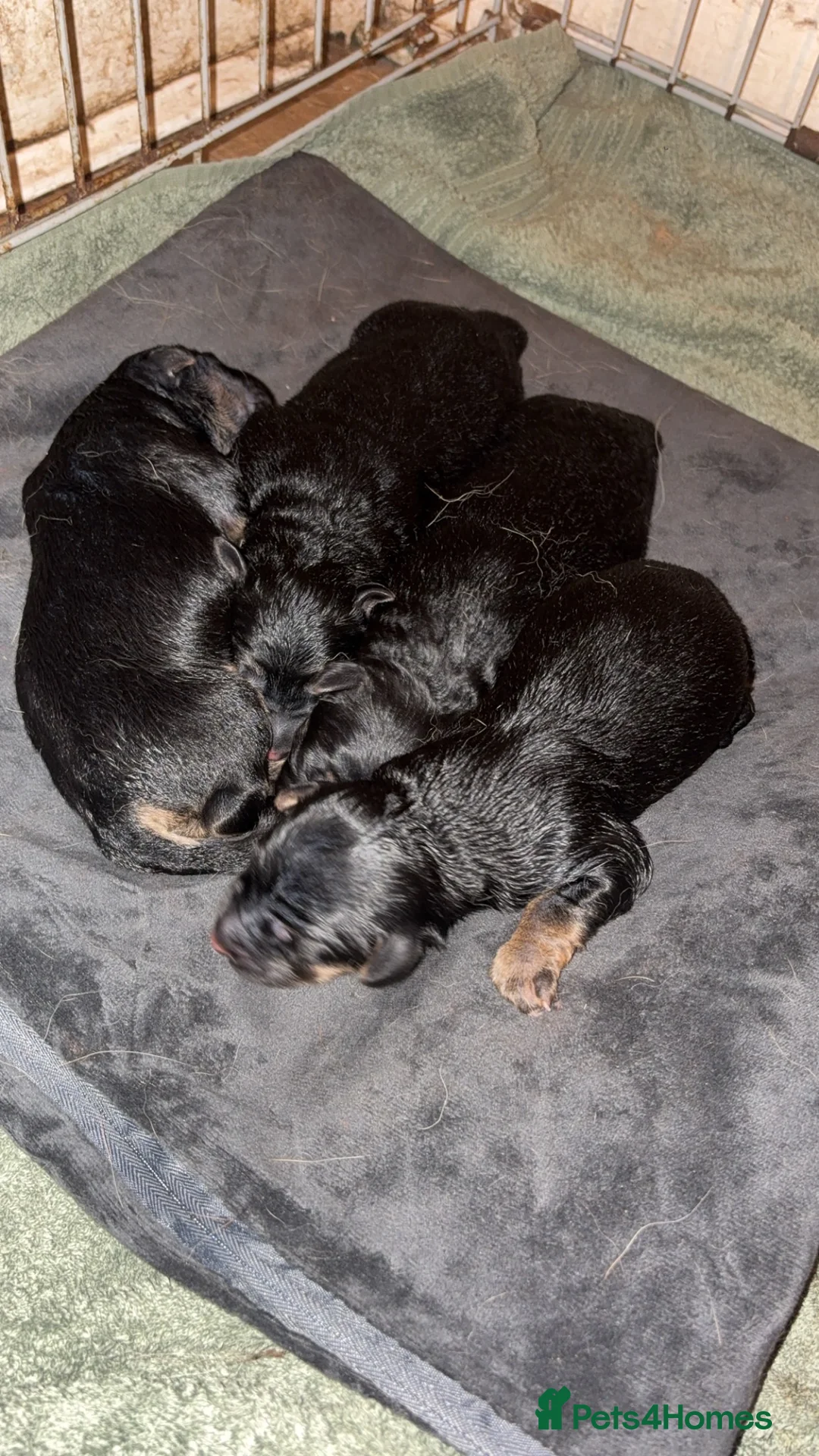 Golden Shepherd dogs for sale: 6 Beautiful Golden Shepherd Girls Available!  - Advert 4