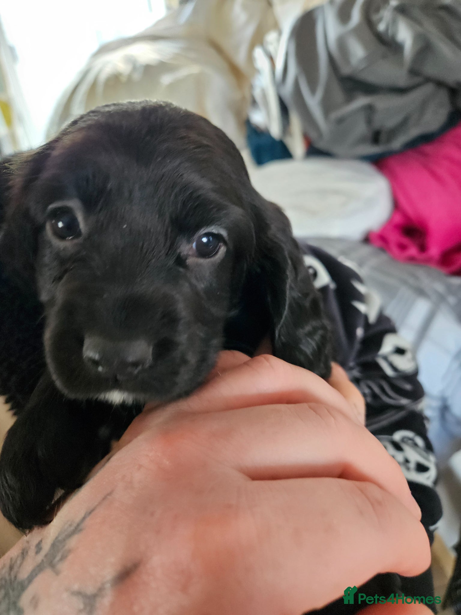 Sprocker dogs Beautiful Sprocker 1 girl left - Advert 2