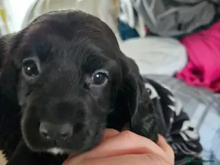 Sprocker dogs Beautiful Sprocker 1 girl left - Advert 15