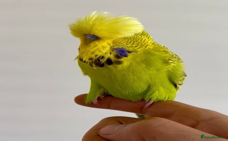 Budgerigars birds - Advert 1