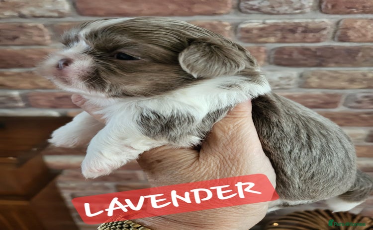 Shih Tzu dogs - Advert 4