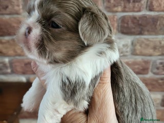 Shih Tzu dogs - Advert 3