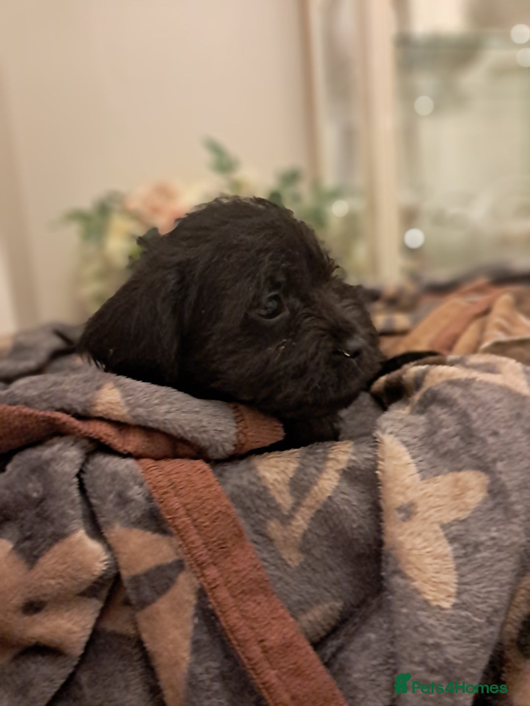 Mixed Breed dogs for sale: Froodles French bulldog x poodle - Advert 6