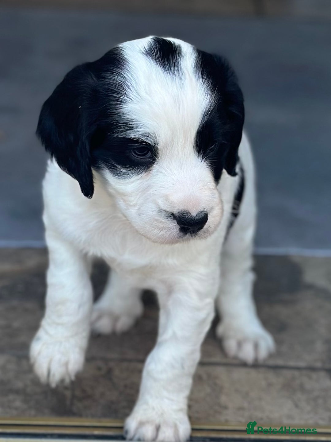 Cocker Spaniel dogs for sale: Stunning KC Registered Working Cocker spaniels. - Image 7