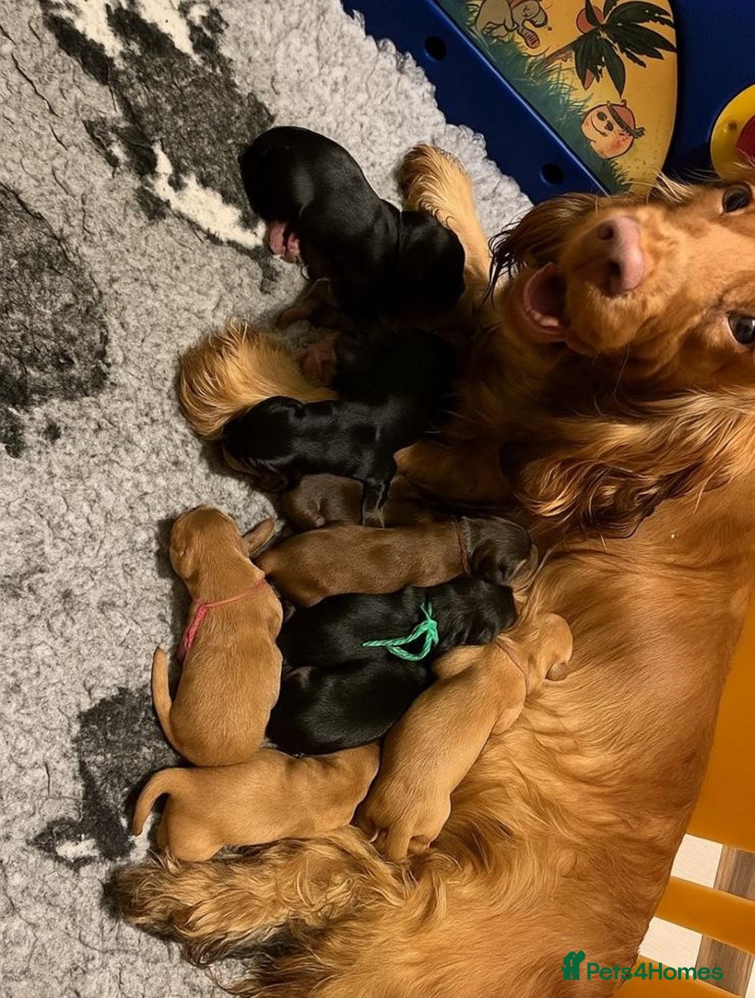 Cocker Spaniel dogs for sale: Stunning KC Show Cocker Spaniels - Advert 9