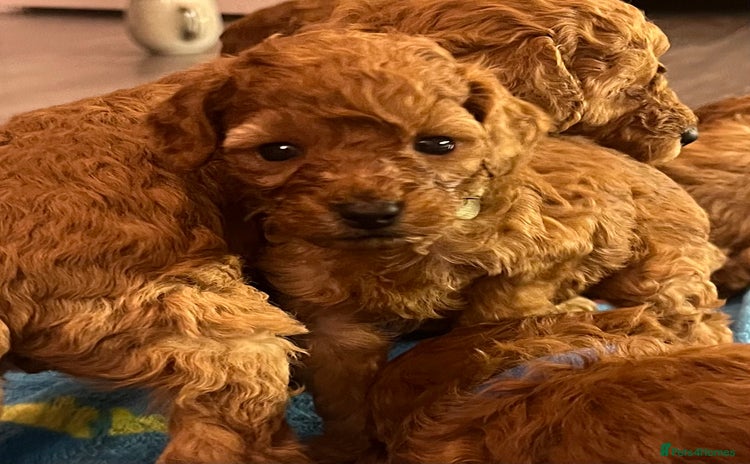 Cavapoo dogs - Advert 4