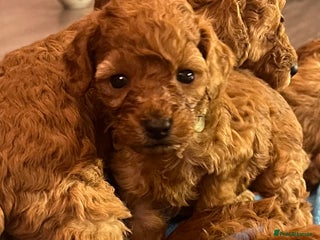 Cavapoo dogs - Advert 32