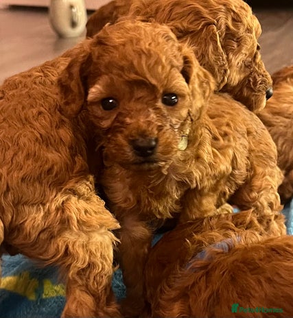 Cavapoo dogs - Advert 4