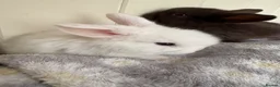 Mini Lop rabbits for sale: Mini lops-raised indoors-vaccinated  - Advert 12