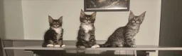 Maine Coon cats for sale: 🐾PUREBRED🐾 Registered Mainecoon Kittens - Advert 16