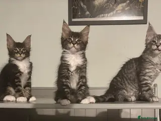 Maine Coon cats 🐾Tica Registered Stunning MaineCoon Kittens - Advert 5