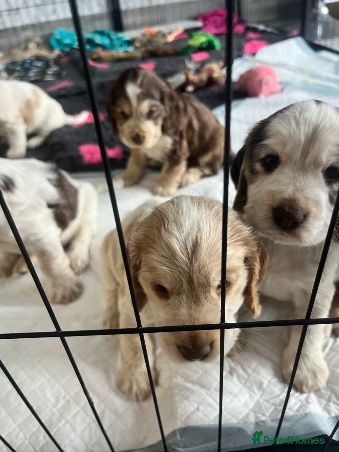 Cocker Spaniel dogs for sale: Cocker Spaniel Puppies - Advert 13